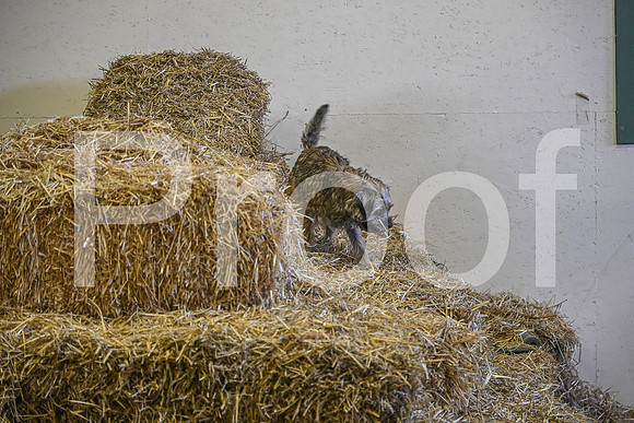 NBP_Barn hunt-378