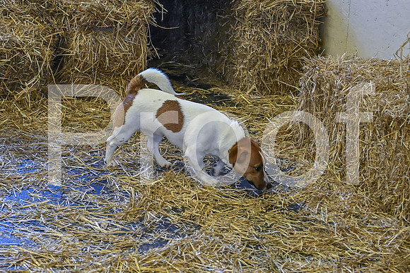 NBP_Barn hunt-166