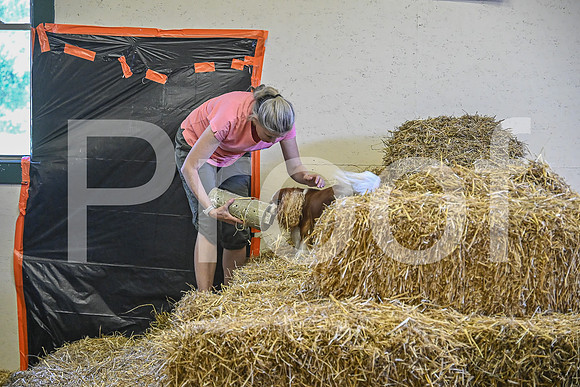 NBP_Barn hunt-341