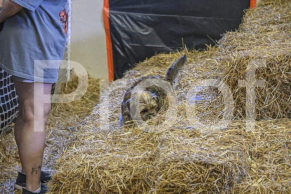 NBP_Barn hunt-374