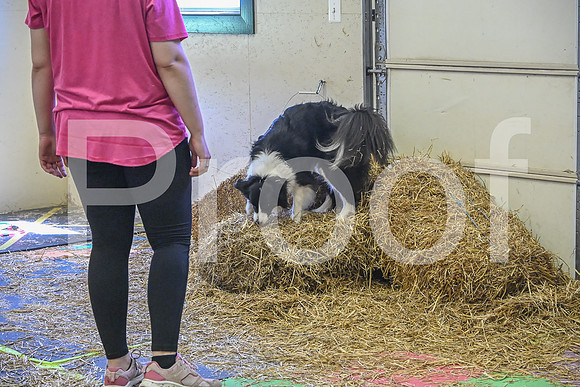 NBP_Barn hunt-347