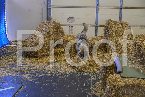 NBP_Barn hunt-223
