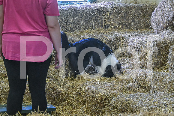 NBP_Barn hunt-469
