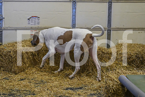 NBP_Barn hunt-133