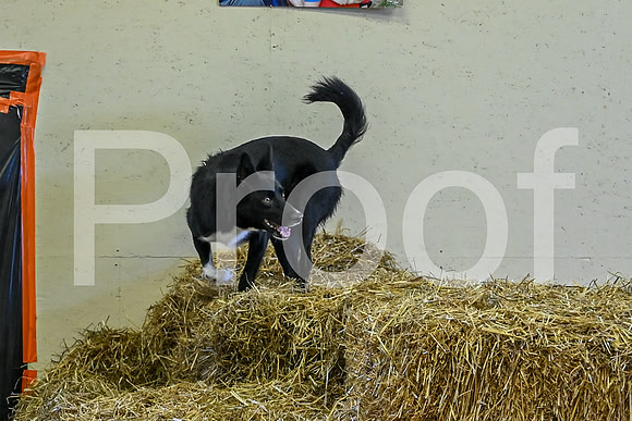 NBP_Barn hunt-30