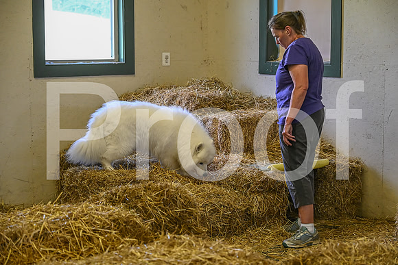 NBP_Barn hunt-271