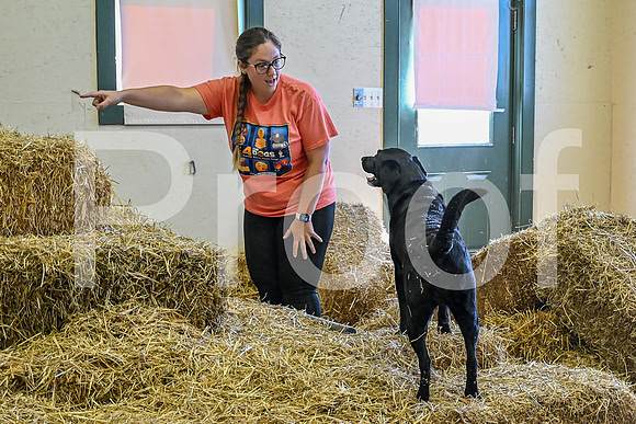 NBP_Barn hunt-40