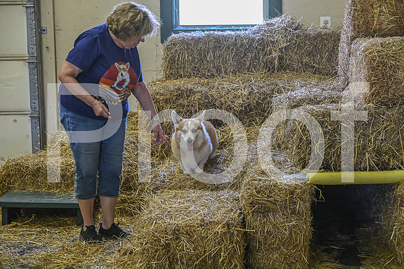 NBP_Barn hunt-427