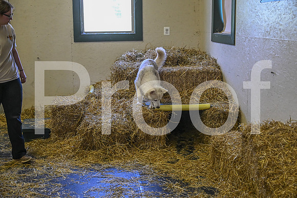 NBP_Barn hunt-313