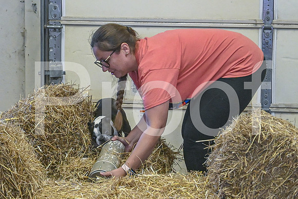 NBP_Barn hunt-474