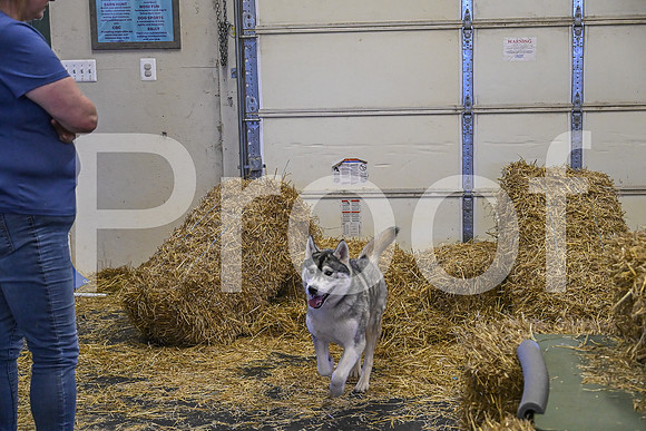 NBP_Barn hunt-219