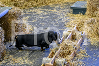 NBP_Barn hunt-17