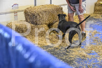 NBP_Barn hunt-243