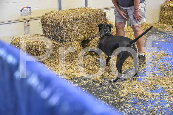NBP_Barn hunt-243