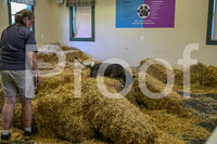 NBP_Barn hunt-242