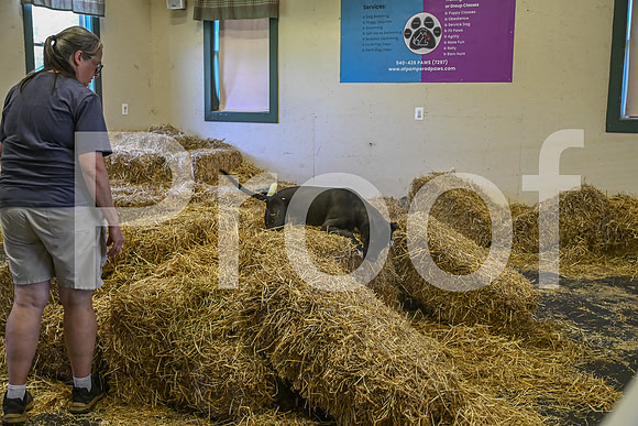 NBP_Barn hunt-242