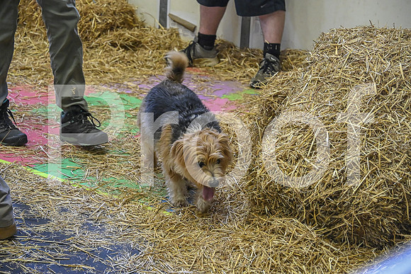 NBP_Barn hunt-330