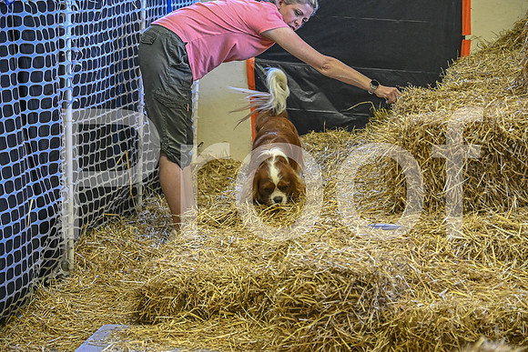 NBP_Barn hunt-344