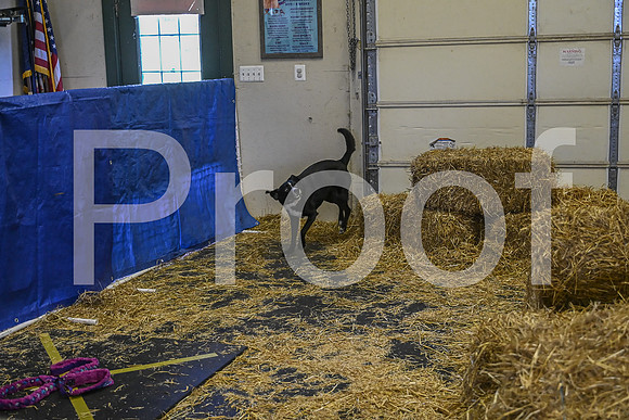 NBP_Barn hunt-293