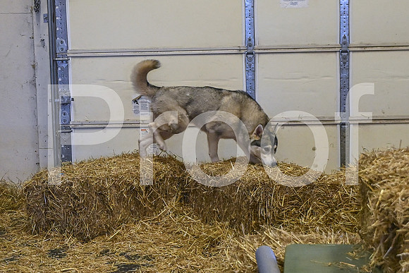 NBP_Barn hunt-130