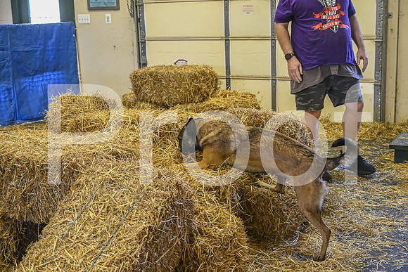 NBP_Barn hunt-303