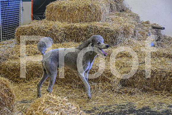 NBP_Barn hunt-323