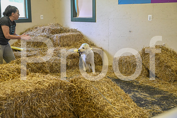 NBP_Barn hunt-280