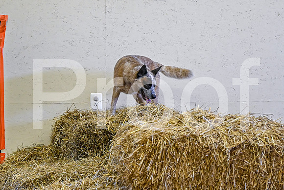 NBP_Barn hunt-124