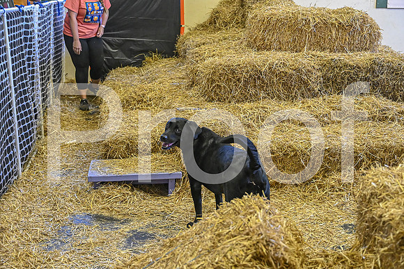 NBP_Barn hunt-254