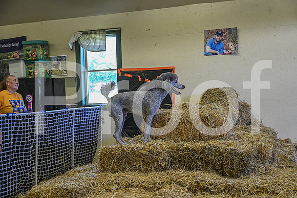 NBP_Barn hunt-327