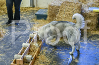 NBP_Barn hunt-28