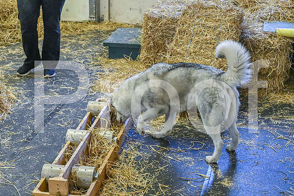 NBP_Barn hunt-28