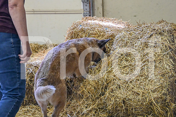 NBP_Barn hunt-122