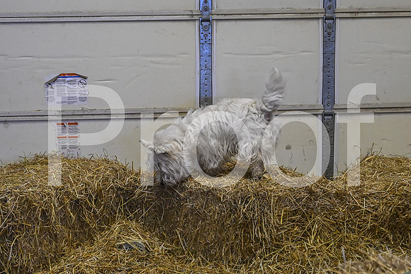 NBP_Barn hunt-116