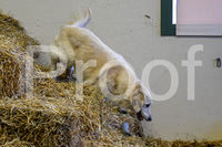 NBP_Barn hunt-22