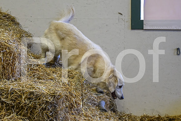 NBP_Barn hunt-22