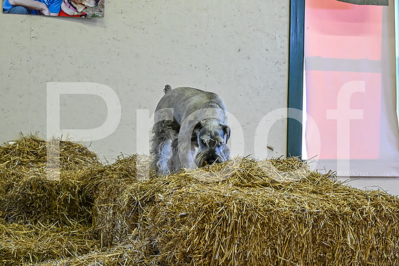 NBP_Barn hunt-6