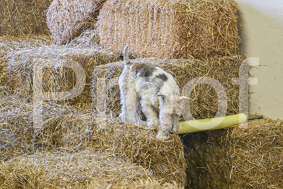 NBP_Barn hunt-489