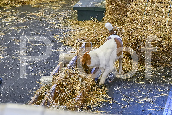NBP_Barn hunt-20