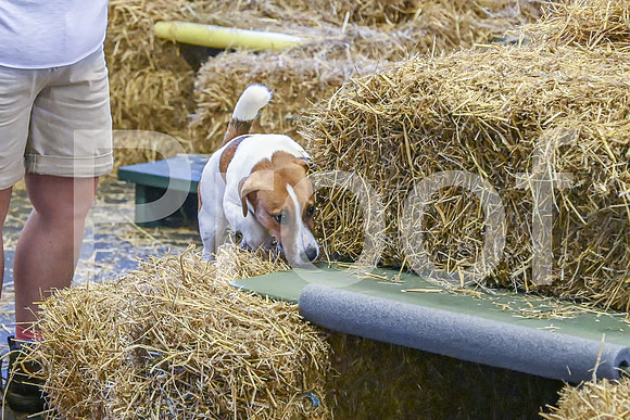 NBP_Barn hunt-80