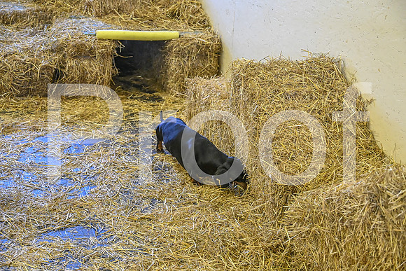 NBP_Barn hunt-175