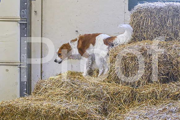 NBP_Barn hunt-442