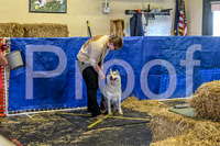NBP_Barn hunt-72