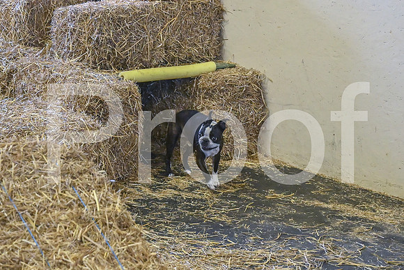 NBP_Barn hunt-473