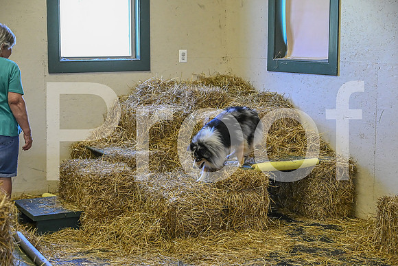 NBP_Barn hunt-202