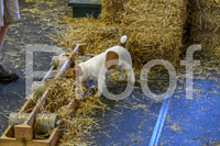NBP_Barn hunt-21