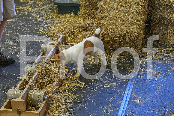 NBP_Barn hunt-21