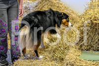 NBP_Barn hunt-57
