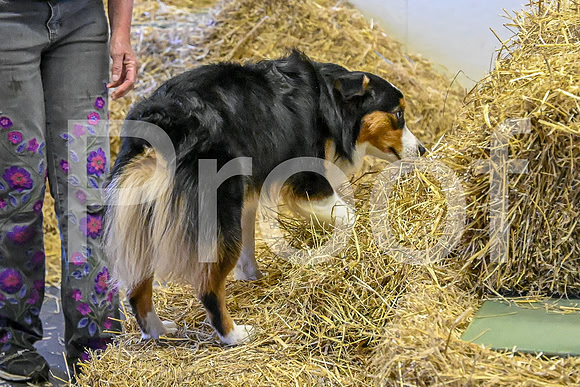 NBP_Barn hunt-57
