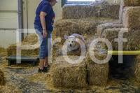 NBP_Barn hunt-413